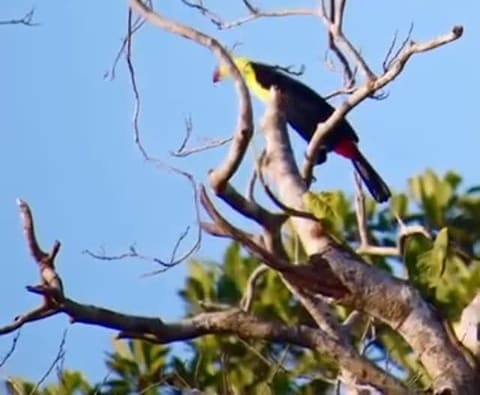 A chestnut-mandibled toucan perched on a bare branch against a clear blue sky.